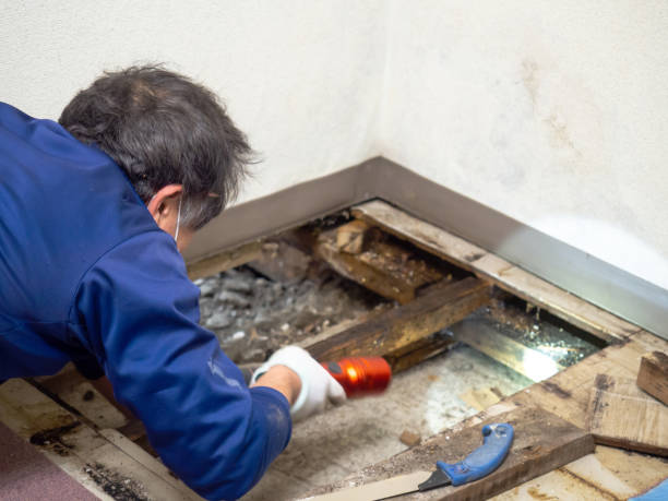 Best Residential Mold Removal  in Mountain Home Af, ID