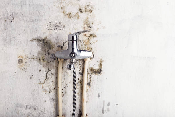 Best Same-Day Mold Removal  in Mountain Home Af, ID