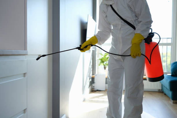 Best Local Mold Removal Service  in Mountain Home Af, ID