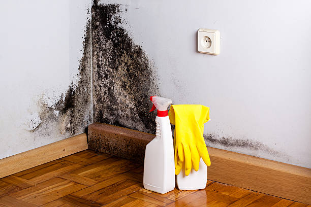 Best Mold Testing  in Mountain Home Af, ID
