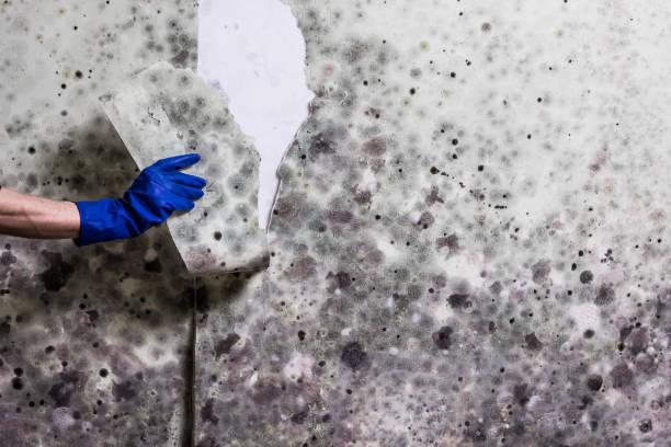 Best Black Mold Removal  in Mountain Home Af, ID